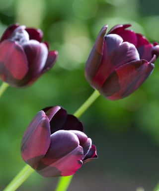 three 'Queen of Night' tulips