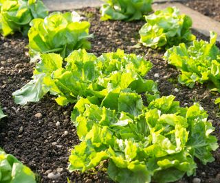 growing lettuces in garden