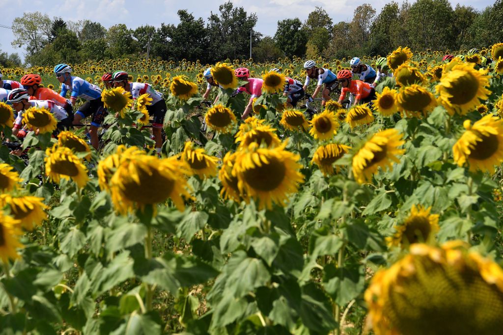 CHARTREUSE FRANCE AUGUST 13 Romain Bardet of France and Team Ag2R La Mondiale Mickael Cherel of France and Team Ag2R La Mondiale Peloton Sunflowers Landscape during the 72nd Criterium du Dauphine 2020 Stage 2 a 135km stage from Vienne to Col de PorteChartreuse 1316m dauphine Dauphin on August 13 2020 in Chartreuse France Photo by Justin SetterfieldGetty Images