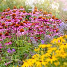 Variety of perennial flowers that bloom all summer