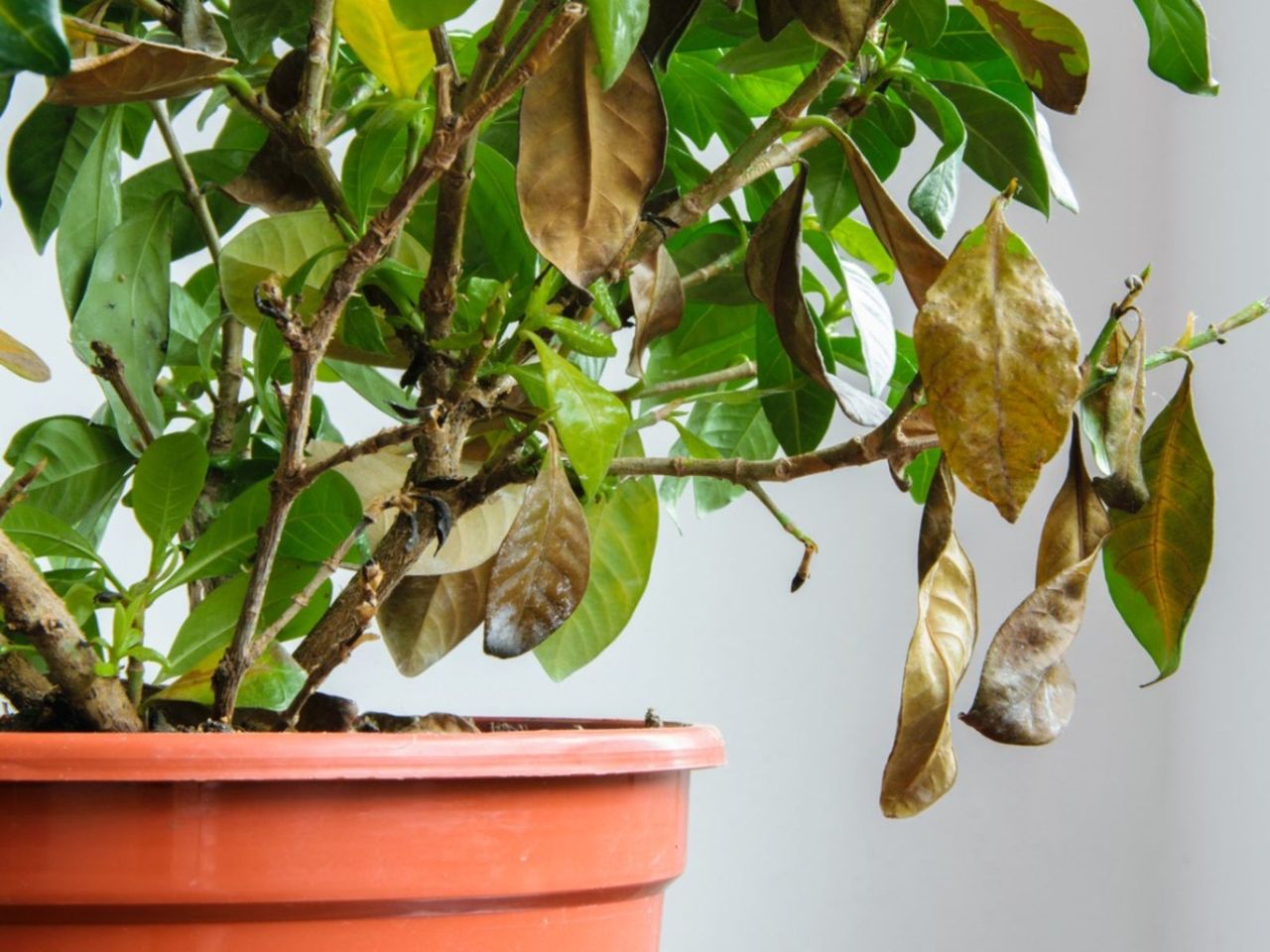 Dry Damaged Houseplant With Brown Leaves