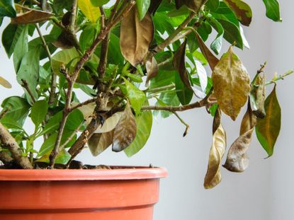 Dry Damaged Houseplant With Brown Leaves