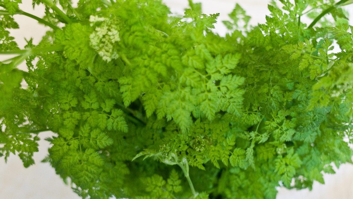 Green Leaved Chervil Herb