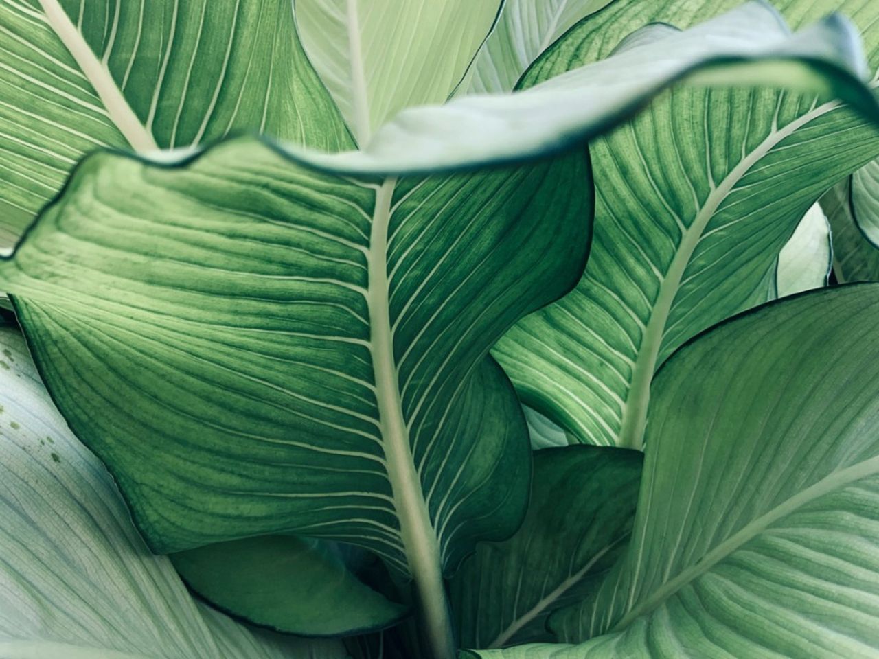 Reversion Of Variegated Leaves