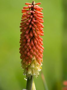 Single Red Hot Torch Lily Plant