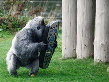 Sky - the 800 pound gorilla in UK satellite TV