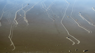 Aerial view of Racetrack Playa with dozens of sailing stones and their fresh tracks.