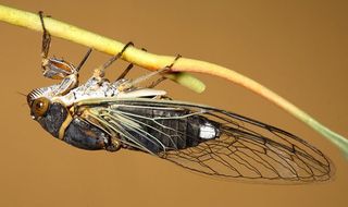 The cicada Diceroprocta semicincta feeding on a plant in Tucson, Arizona. Cicadas feed exclusively on plant xylem sap, an extremely dilute food source, and have established symbioses with bacteria to supplement their diet.