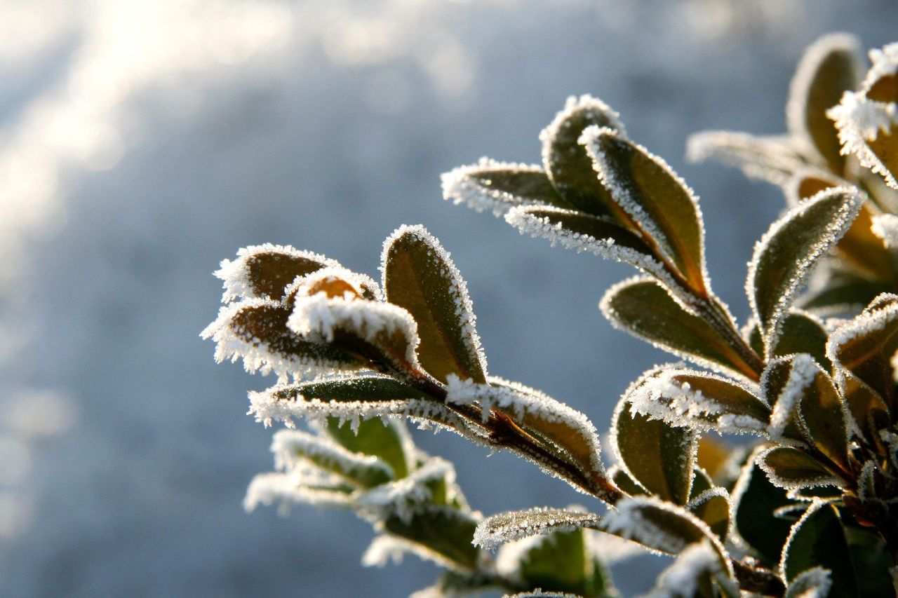 Evergreens Covered In Frost