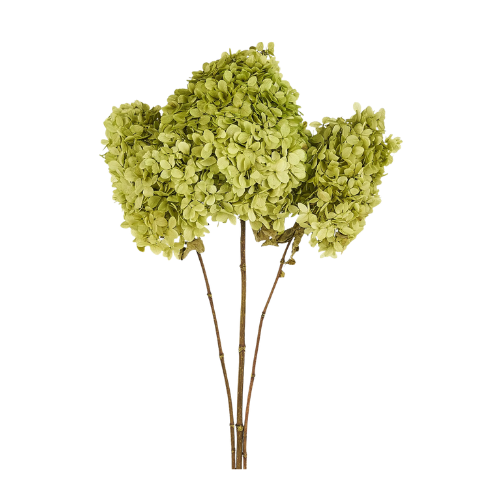 Chartreuse Green Preserved Hydrangea Flower Stem Bundle of 3