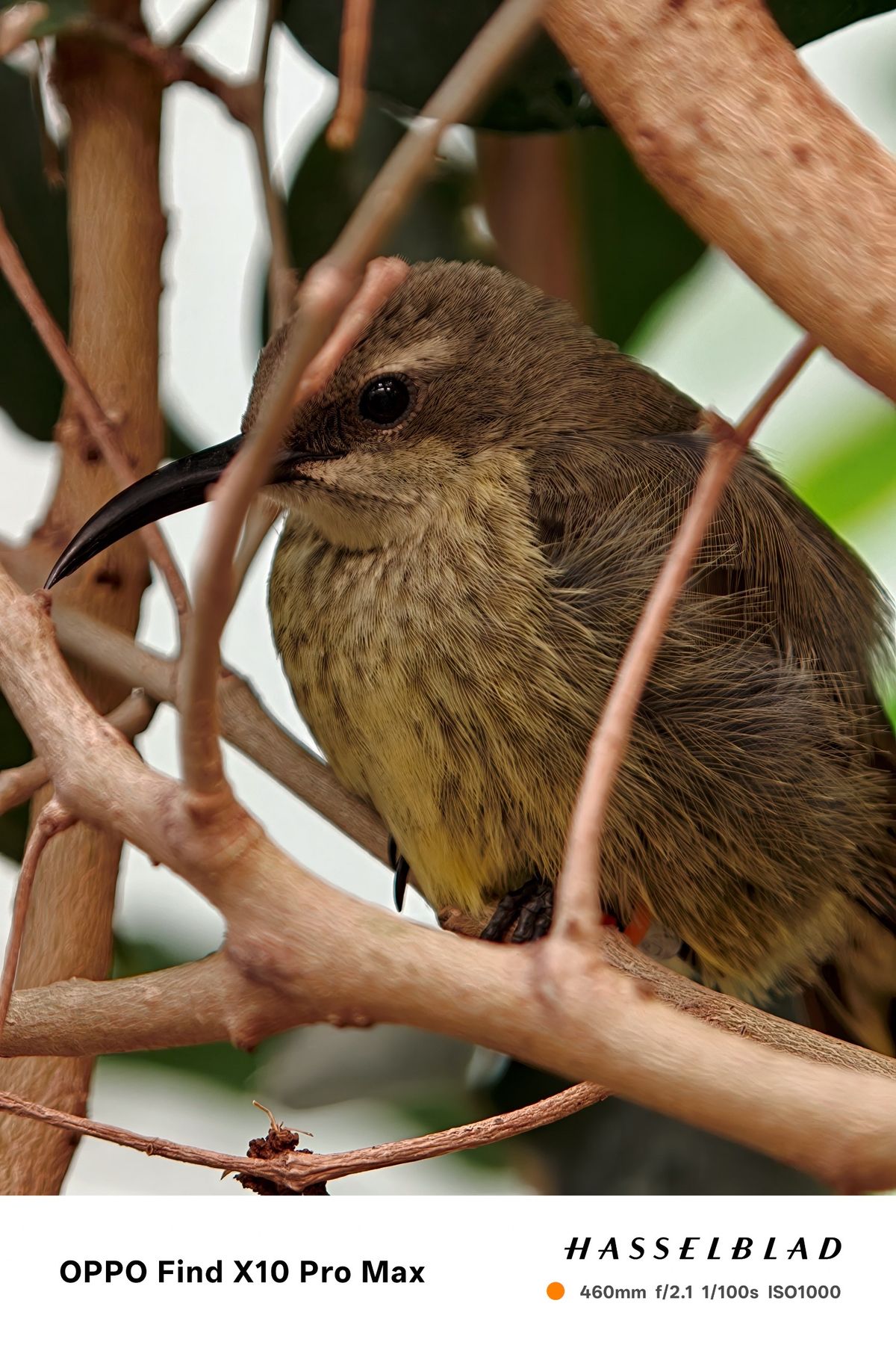 Small brown bird with a long curved beak perched among branches.