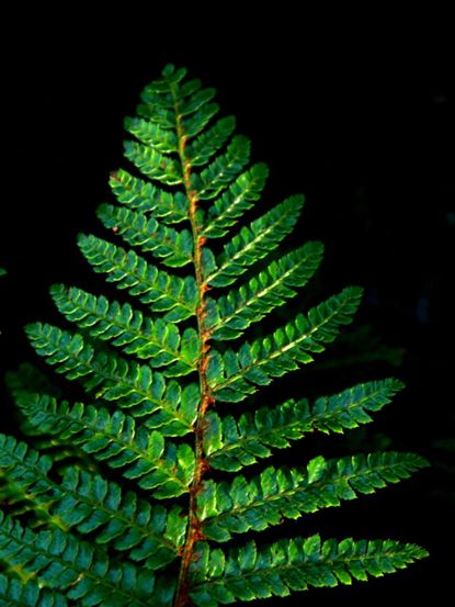 A Green Japanese Tassel Fern Plant