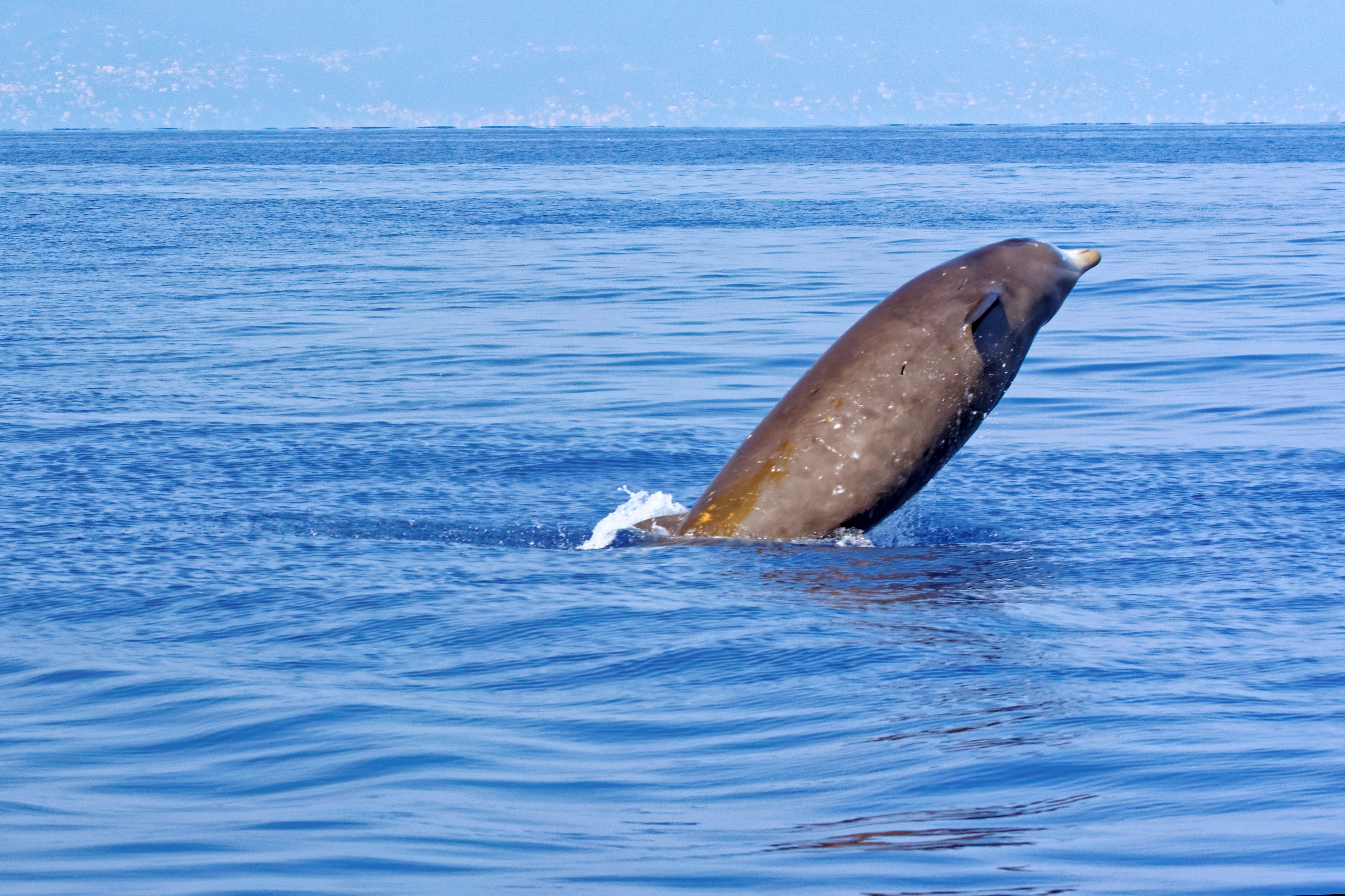 Cuviers beaked whale photographed while breaching the water's surface.