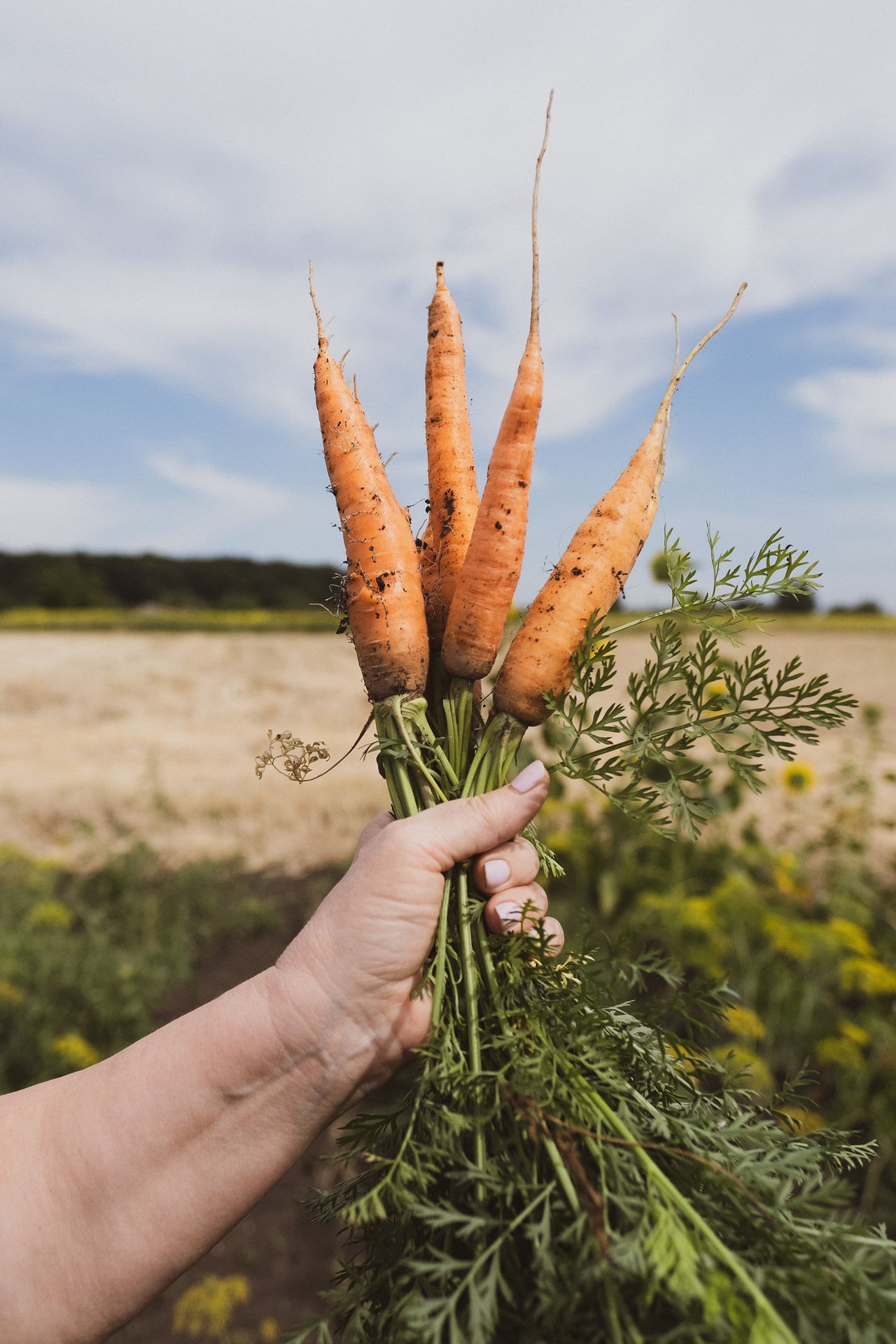 Carrot companion planting the best plants to grow with carrots Homes