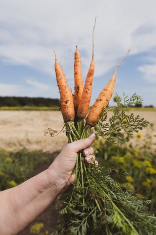 companion planting carrots unsplash farrinni