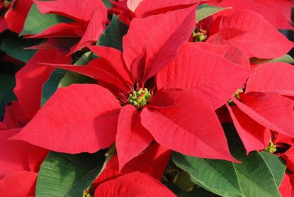 Perfect poinsettias: how to look after your poinsettias to make them ...