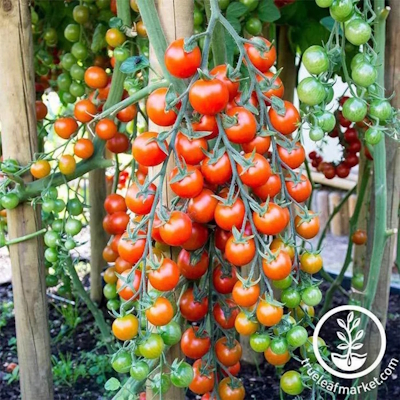 Tomato Seeds - Supersweet 100 Hybrid