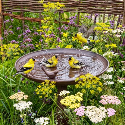 AMerican goldfinches in a border bird bath