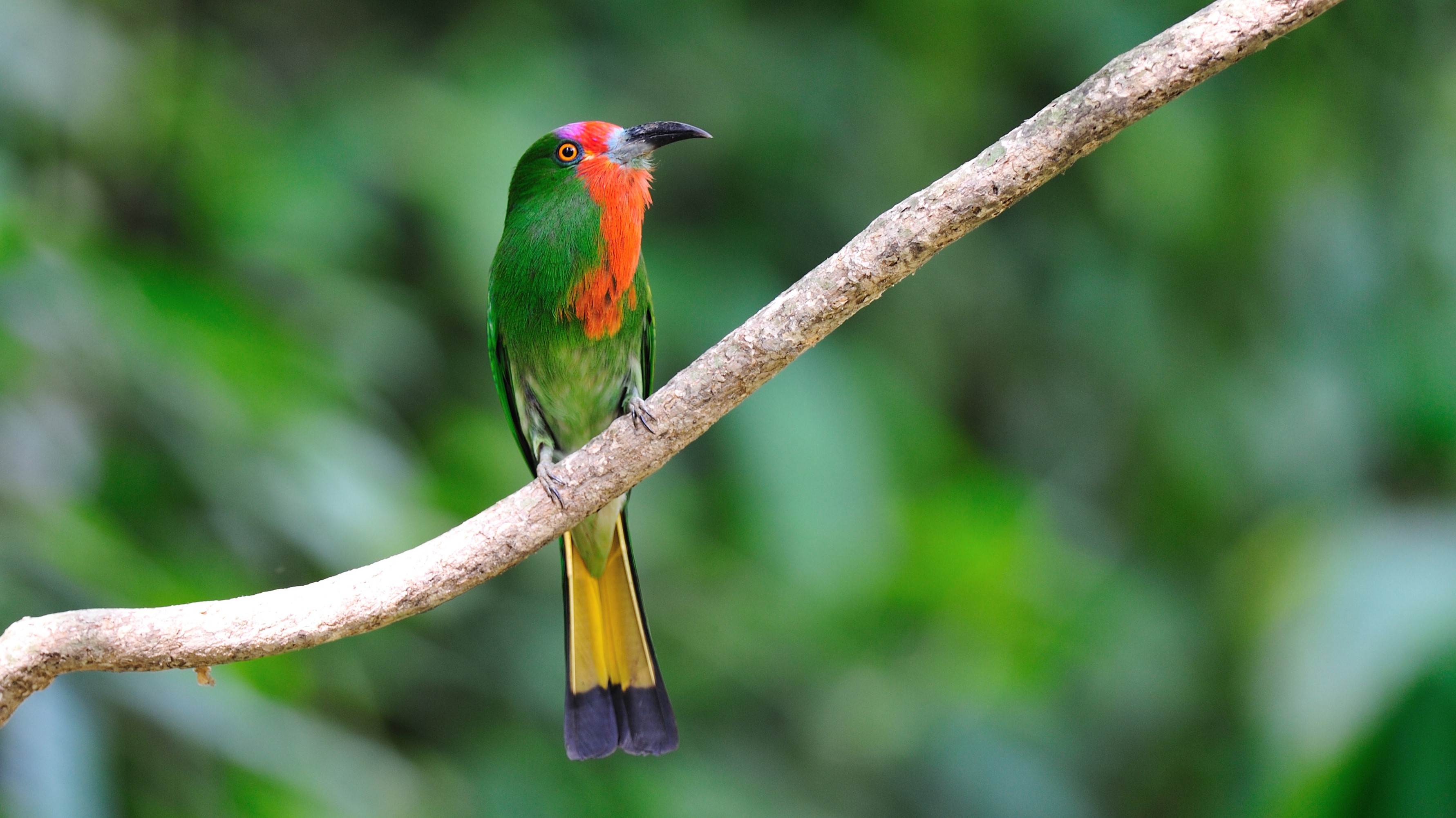 A red-bearded bee-eater sitting on a branch with a blurry background.