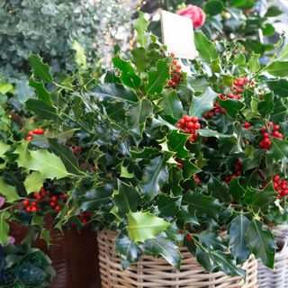 Christmas Plants At Florist Shop Display