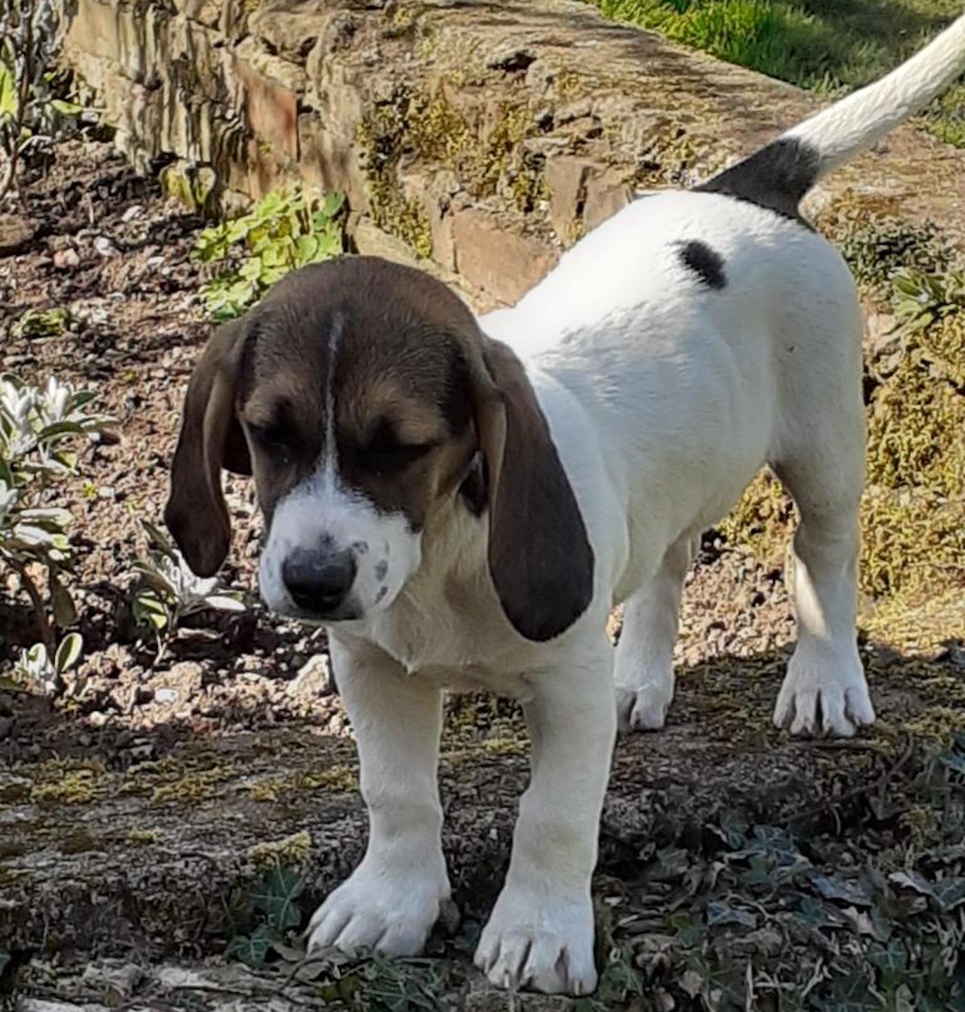 Westerby basset hounds stolen