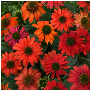 A patch of orange-red coneflowers