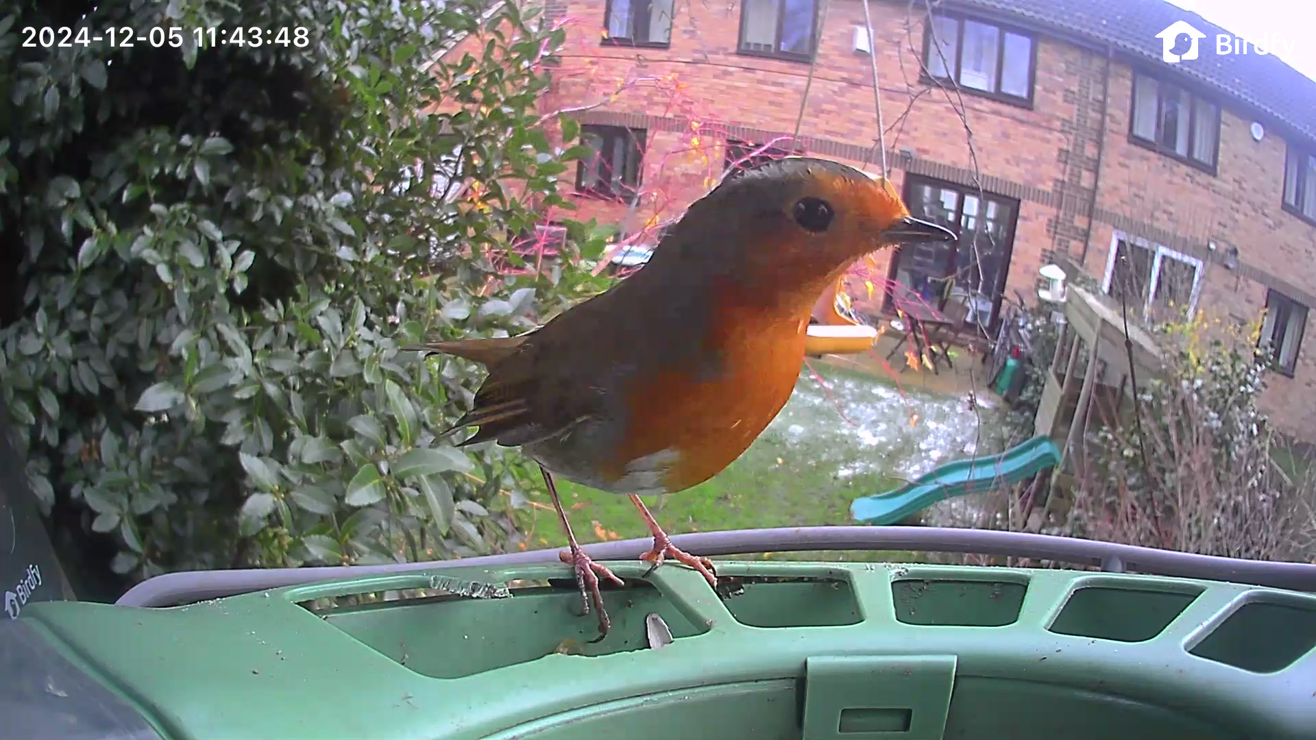 A robin on the Birdfy Feeder 2 Duo