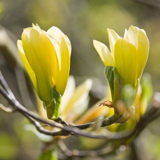 Yellow magnolia blooms