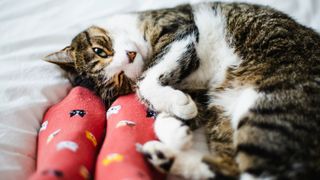 Cat lying down next to someone's feet in socks