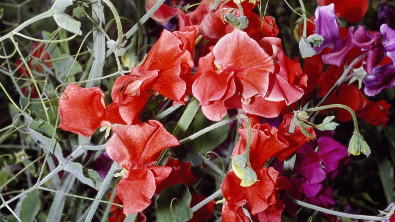 Sweet Peas blooming in a garden