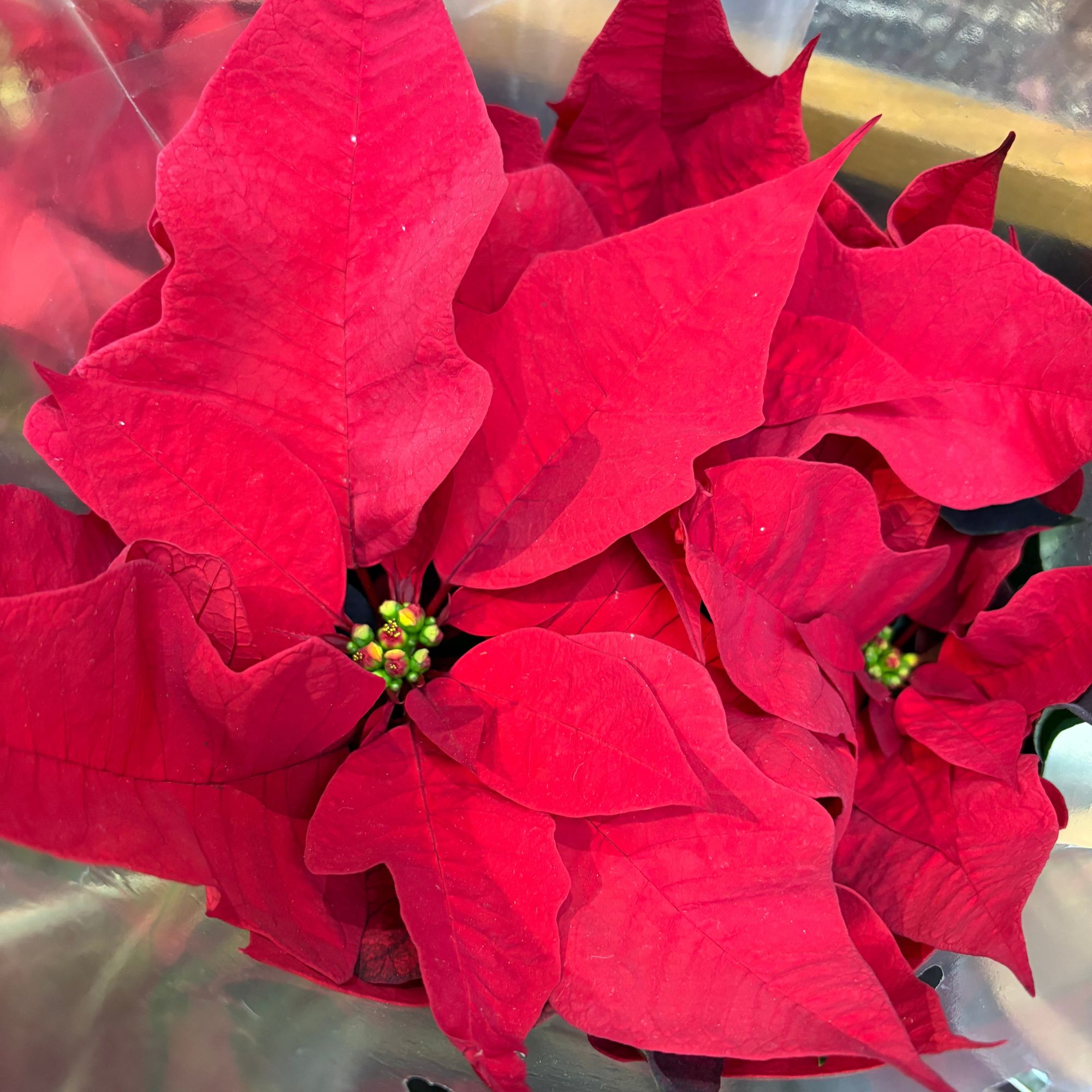 Red poinsettia on supermarket shelf