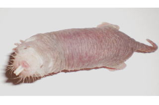 naked mole rats, mole-rats