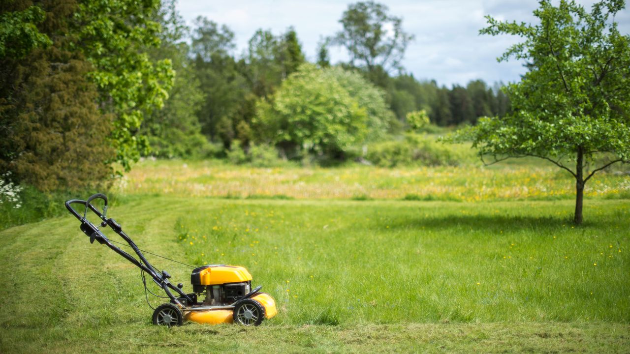 lawn mower in lawn 