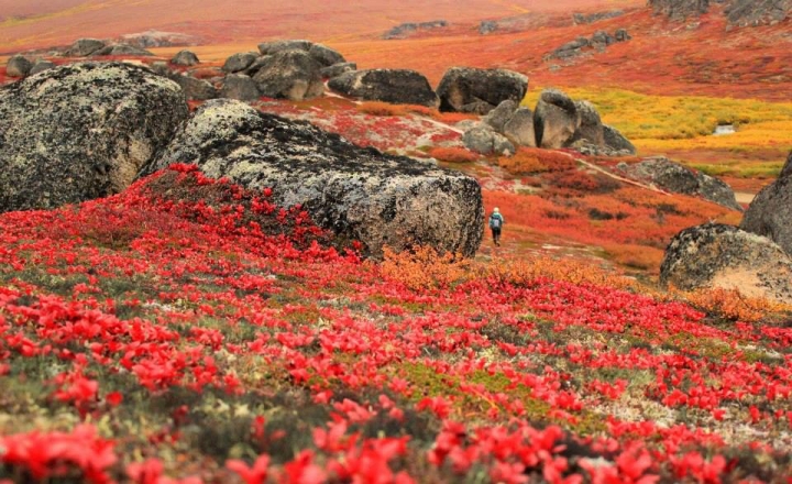 A hiker on the tundra.