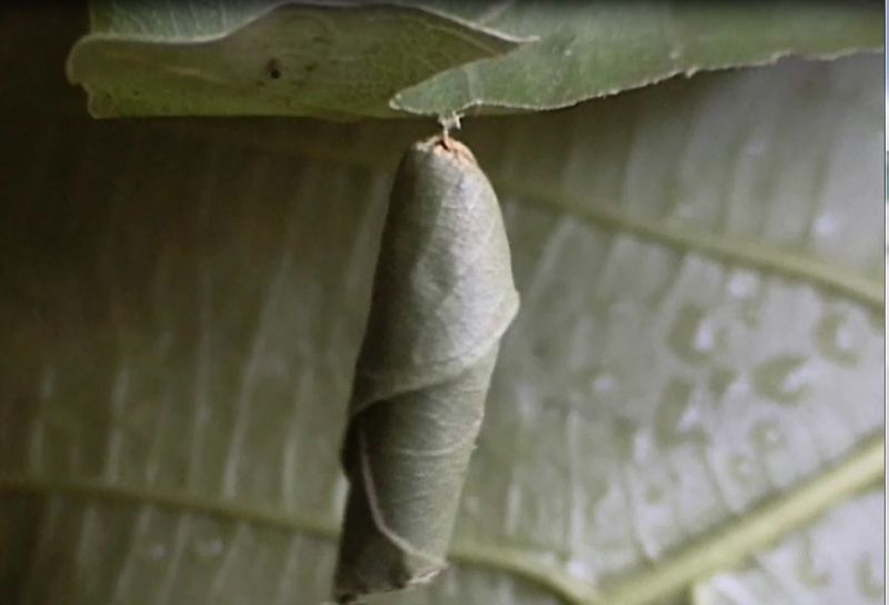 hopping caterpillar