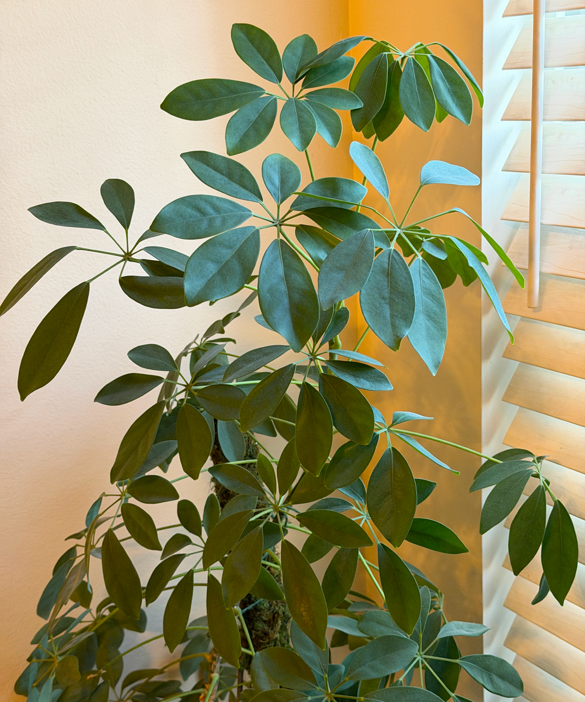 Schefflera by a window