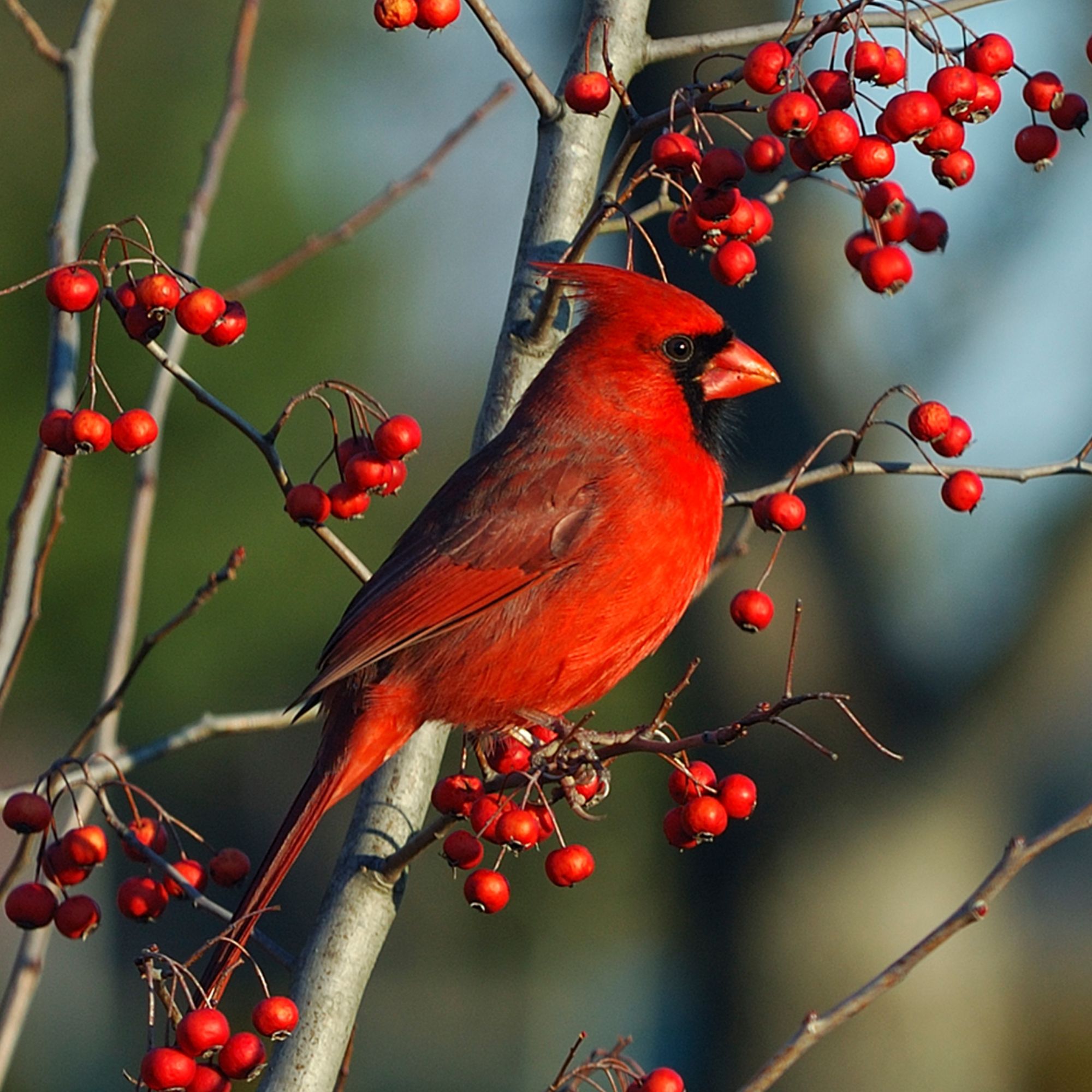 Morning sunlight on male Cardinal perching on branch of Hawthorn tree with red berries.