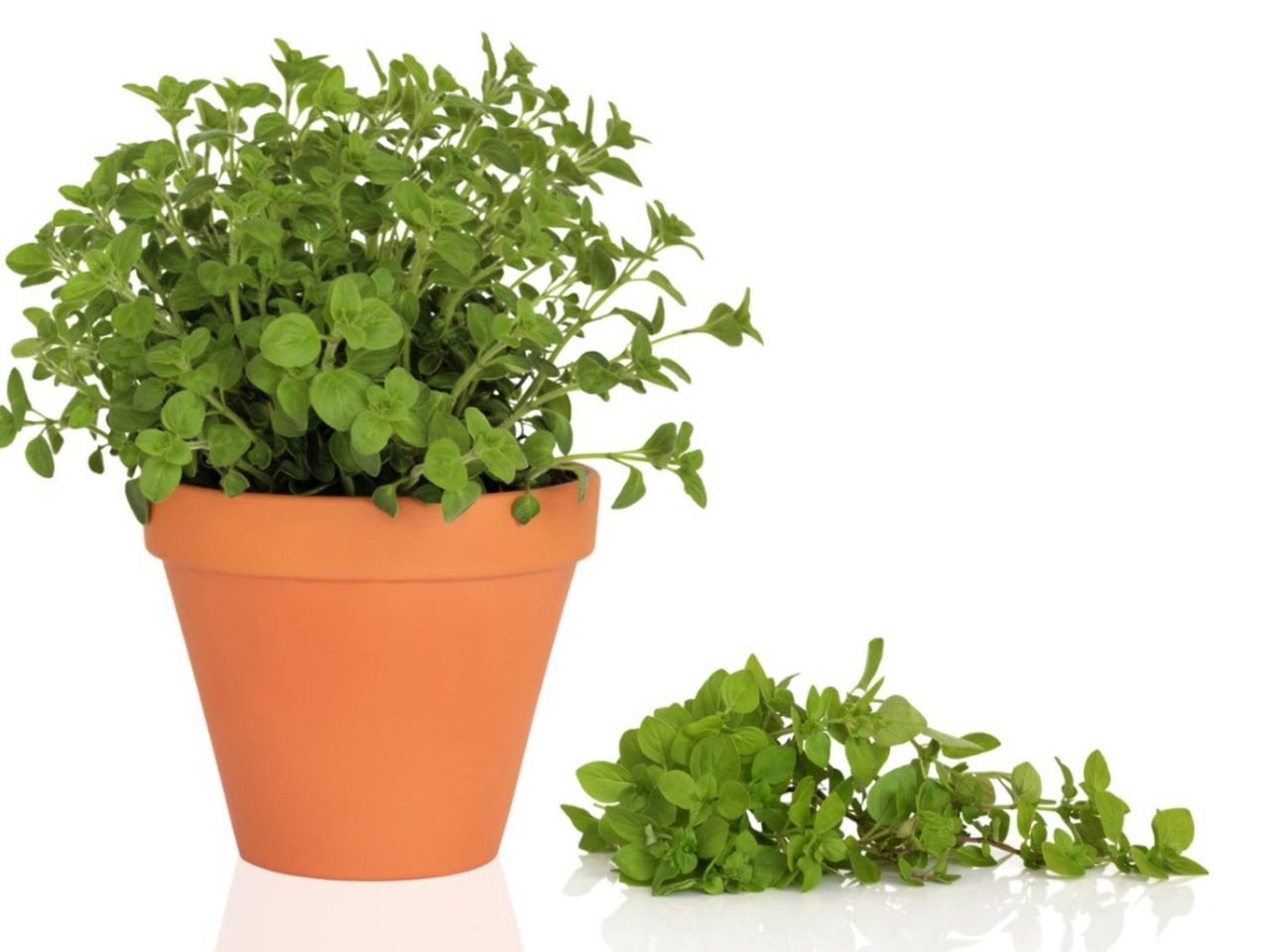 Potted Oregano Plant