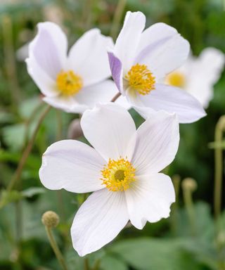 Anemone 'Wild Swan' flowers