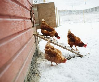 Three chickens walking out of hutch into the snow