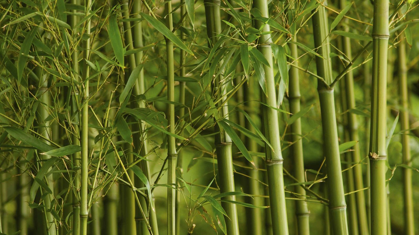 How to get rid of bamboo: tips for clearing this plant | Gardeningetc