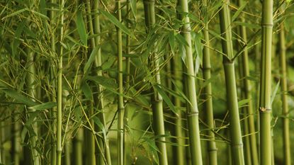 how to get rid of bamboo