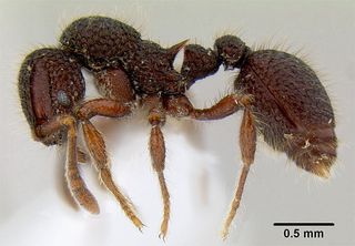 Hairy Ant