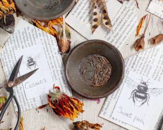 collecting seeds from flowers and placing in paper envelopes