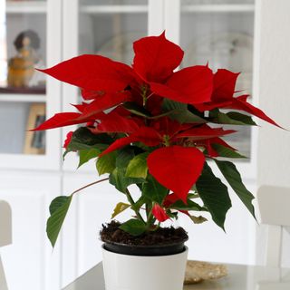 Red poinsettia plant