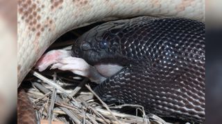 Australian black headed python, Aspidites melanocephalus, swallowing a black rat, Rattus rattus.