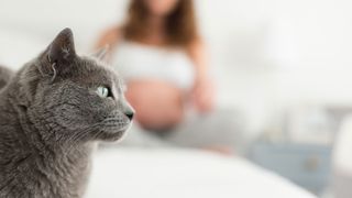 Close up to cat with pregnant woman in background