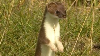 A Stoat