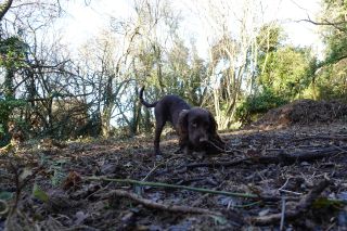 Wilf the cocker spaniel