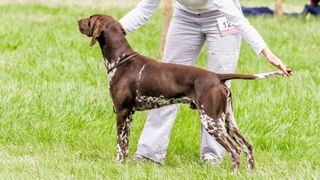 Pointer at dog show